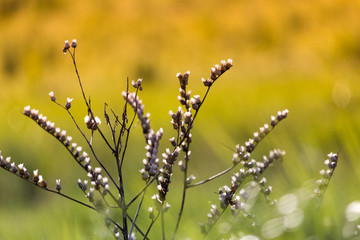 Beautiful dried field flowers, meadow flowers on a green background in the morning time