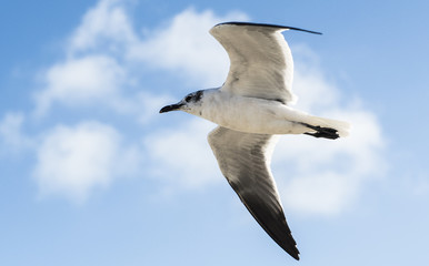 Gaviota volando