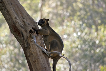 Lumholtz's tree kangaroo