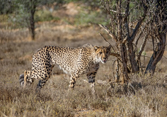 Fototapeta na wymiar Juvenile Cheetah Stalking