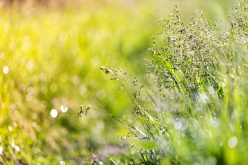 Dew on the grass on a sunny spring morning shining in the background