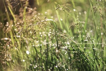 Dew on the grass on a sunny spring morning shining in the background