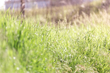 Dew on the grass on a sunny spring morning shining in the background