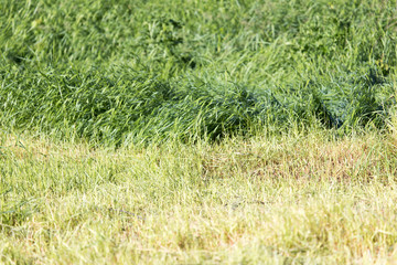 spring, long grass covers the ground