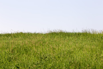 Obraz na płótnie Canvas spring, long grass covers the ground