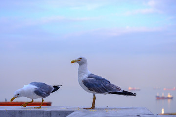 Istanbul, Turkey. Seagull on the background of the Sea of Marmara