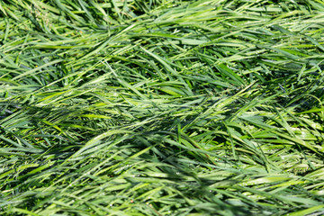 spring, long grass covers the ground