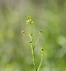 background, wild grass on the field