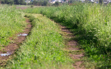 spring, rural road along the edges of fields of dense green grass