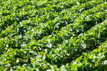 Obraz premium Strawberry Field rows