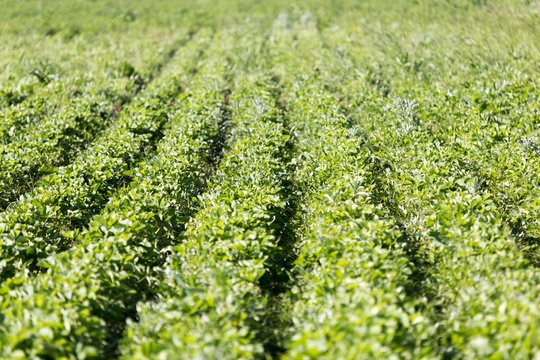 Strawberry Field rows