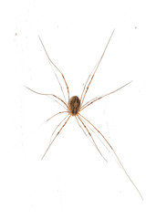 spider yellow with long legs on a white background