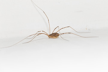 spider yellow with long legs on a white background