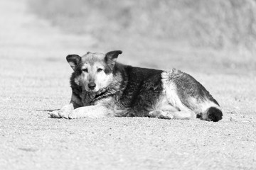 a pregnant dog licks the road