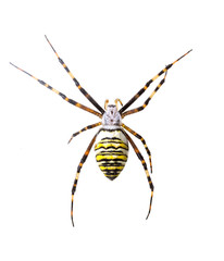 Arjopa Brunnicha on a white background