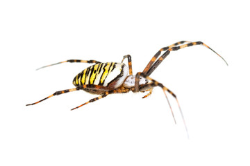 Arjopa Brunnicha on a white background