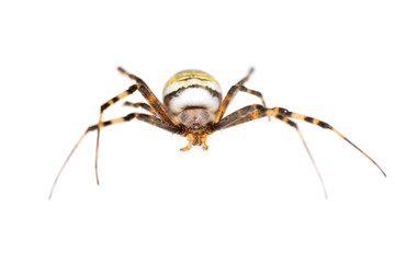 Arjopa Brunnicha on a white background