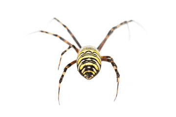 Arjopa Brunnicha on a white background