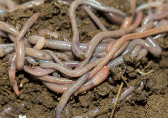 A huge number of earthworms for fishing