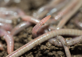 A huge number of earthworms for fishing