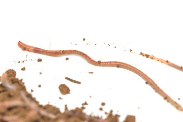 A huge number of earthworms for fishing, isolated on white background