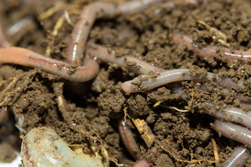 A huge number of earthworms for fishing
