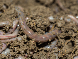 A huge number of earthworms for fishing