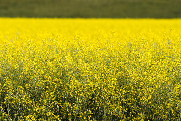 Yellow Canola Flower In Bloom