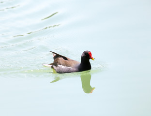 moorhen floating on the water