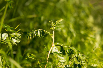 Bright field, background of spring wild grass