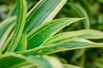 Fototapeta premium The beauty of nature leaves green. In the spring under the morning light