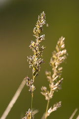 background of wild grass on the field against sunset