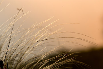background of wild grass on the field against sunset