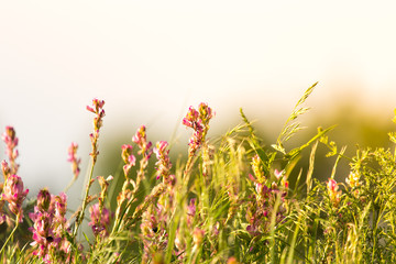 Fototapeta premium A bright pink common heather (Calluna vulgaris) blooms in the open air