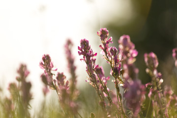 A bright pink common heather (Calluna vulgaris) blooms in the open air