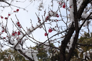 春の雪