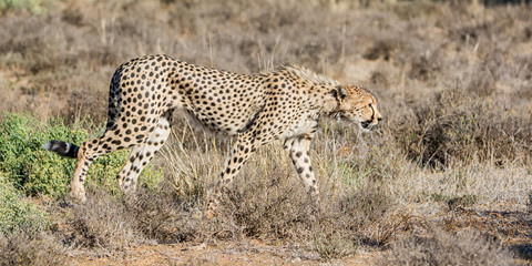 Juvenile Cheetah