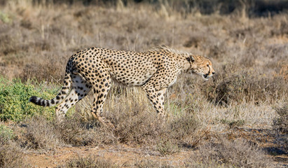 Fototapeta na wymiar Juvenile Cheetah