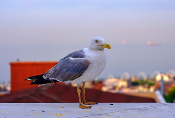Istanbul, Turkey. Seagull on the background of the Sea of Marmara