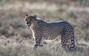 Juvenile Cheetah