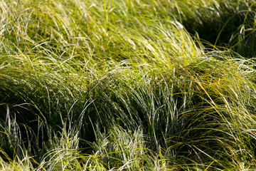 spring, long grass covers the ground