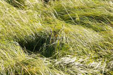 spring, long grass covers the ground