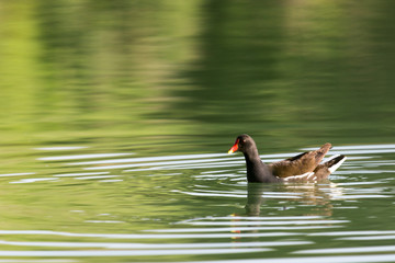 moorhen floating on the water