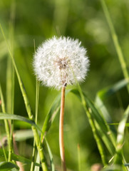 Dandelion on the field