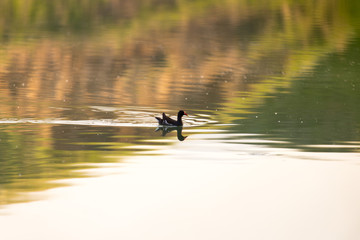 moorhen floating on the water