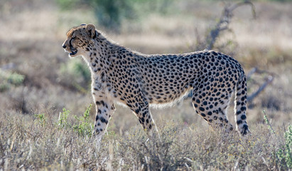 Juvenile Cheetah