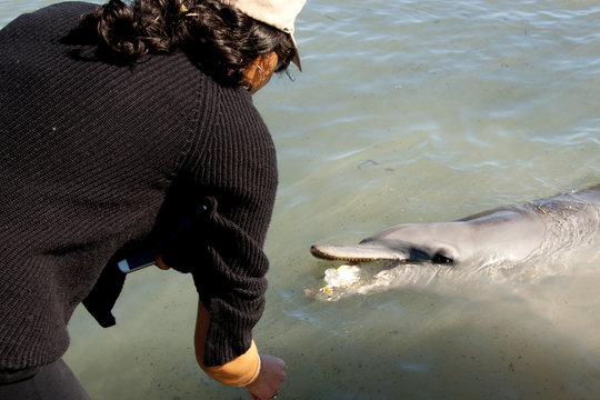 Wild Dolphin - Monkey Mia - Australia