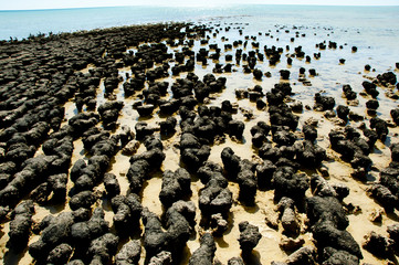 Hamelin Pool Stromatolites - Western Australia