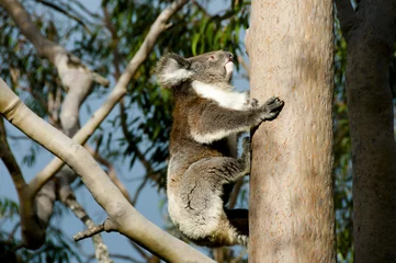 Photo sur Plexiglas Koala Koala on Eucalyptus Tree - Australia