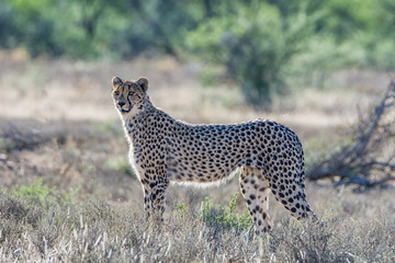 Juvenile Cheetah